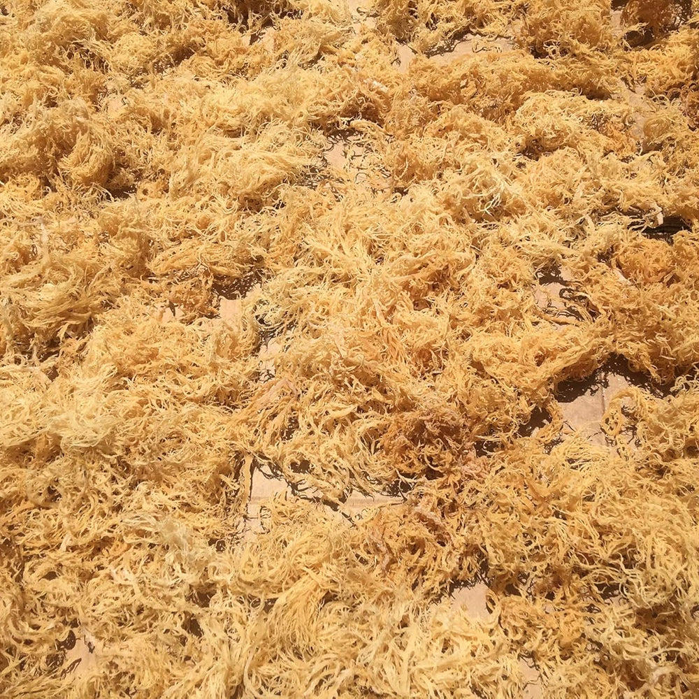 Everything to Know About Sea Moss: Nature’s Ocean Superfood