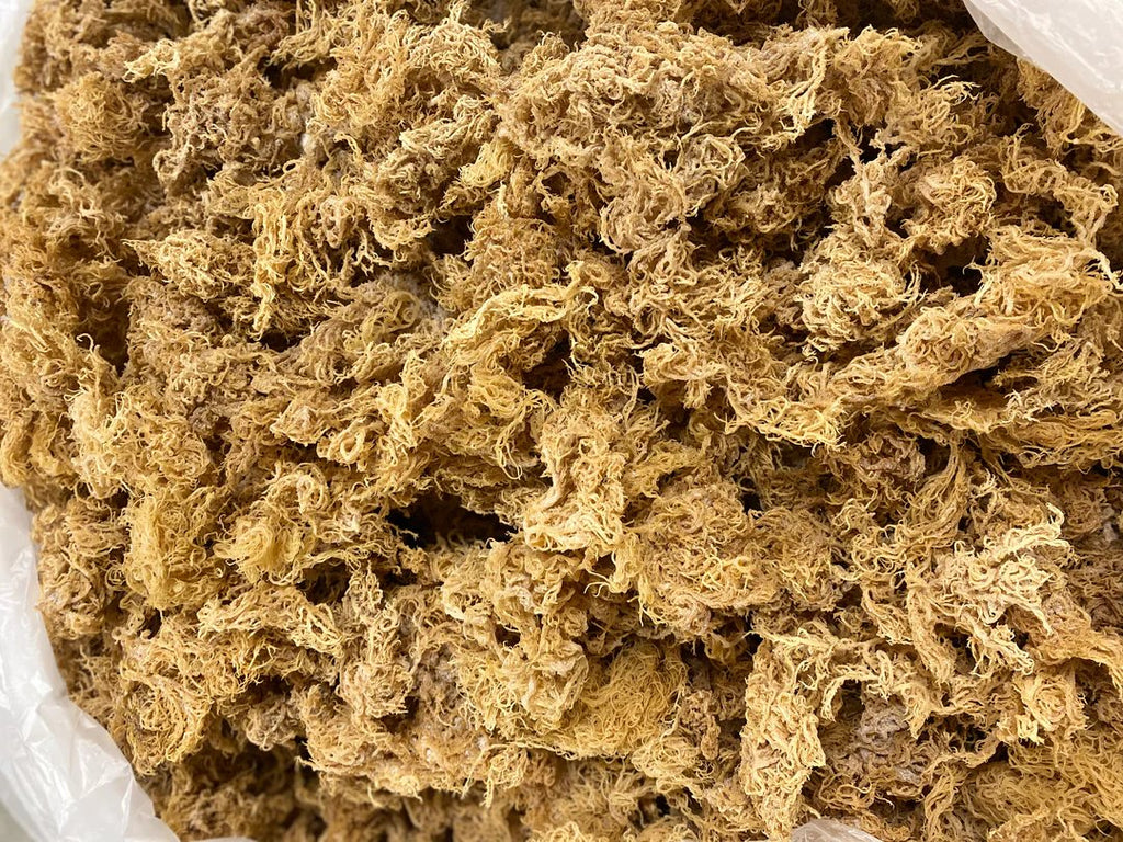 Sea Moss Bulk