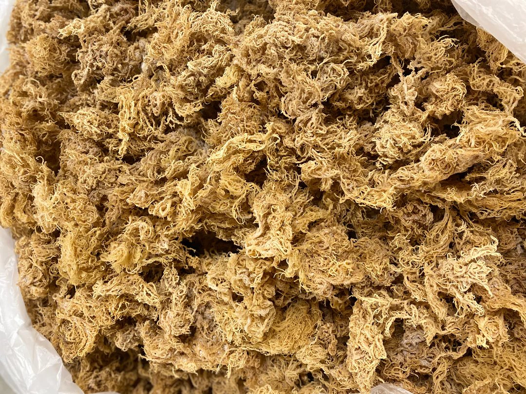 Sea Moss Bulk