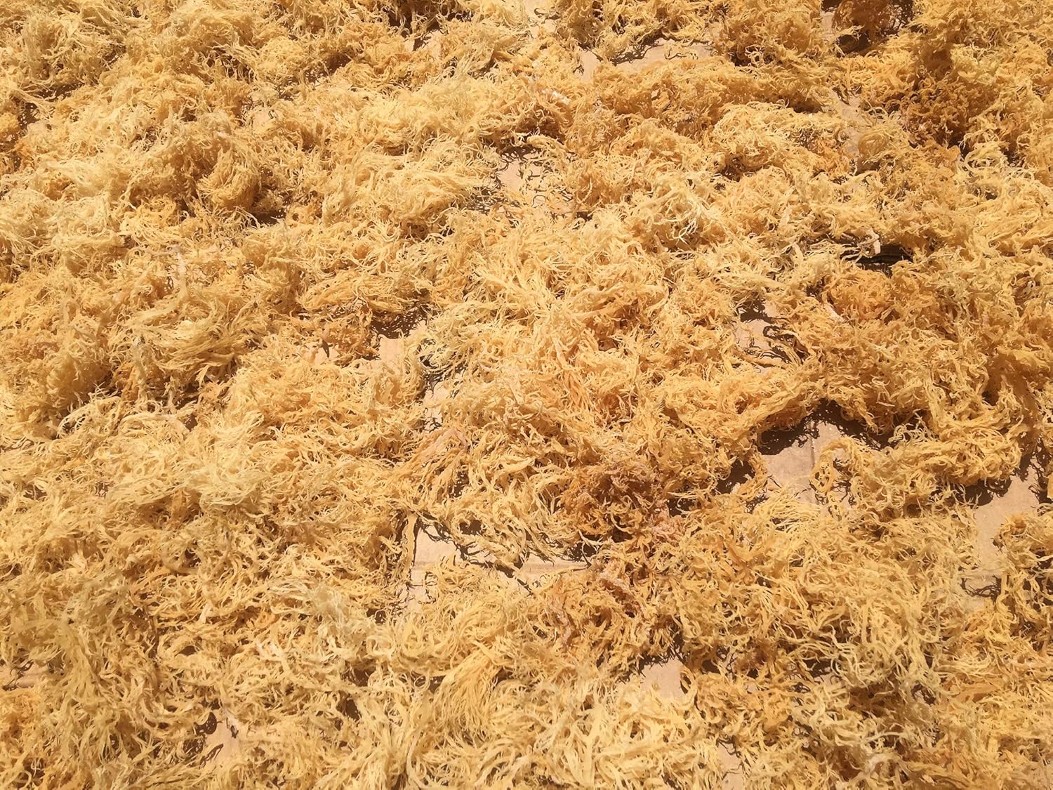 Sea Moss Bulk