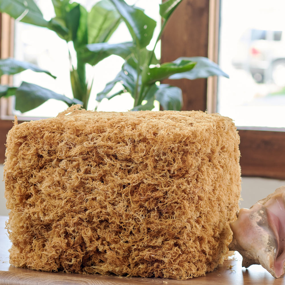 Bulk Sea Moss - Ocean Botanicals